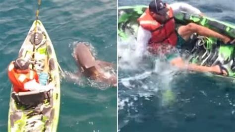 Un Requin Taureau Fait Chavirer Le Kayak Cette Terrible Frayeur De Ce