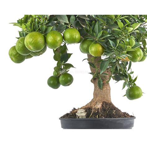 Exclusive Prebonsai Citrus Myrtifolia Years Chinotto Mistral Bonsai