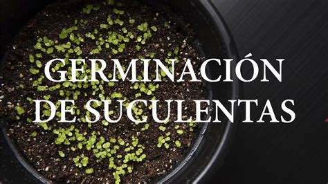 Cómo germinar semillas de suculentas Paso a paso YouTube