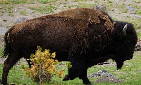 100 Free American Bison And Bison Images Pixabay