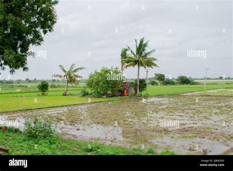 View Of An Indian Paddy Field Filled With Water Stock Photo Alamy