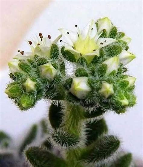 Кактус | Cactus plants, Succulent gardening, Planting succulents