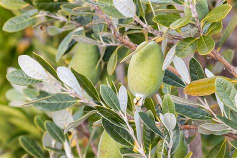 Feijoa Tree Maintenance Growing Guides Daltons