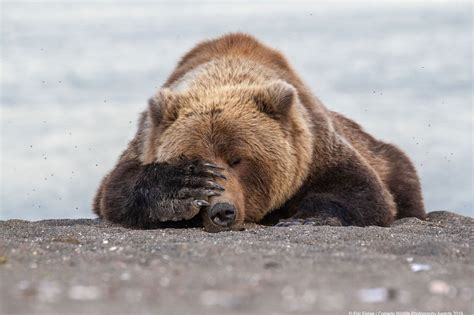 Les Photos Danimaux Les Plus Drôles De 2019