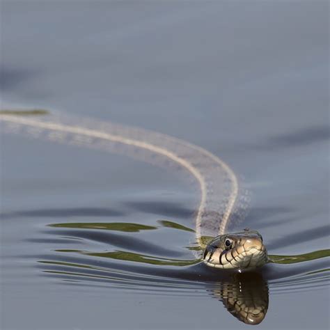 Swimming Snakes in Iowa | USA Today