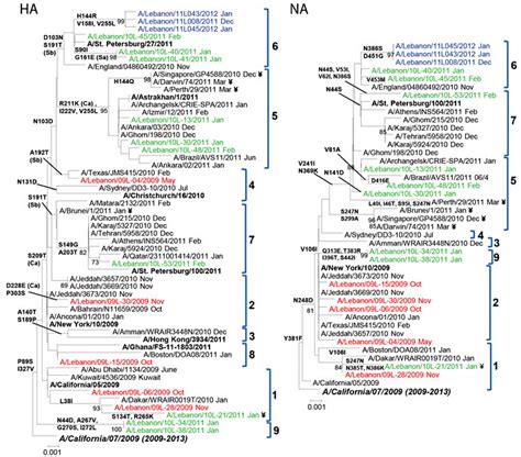 Phylogenetic Analysis Of The Hemagglutinin Ha And Na Genes Of