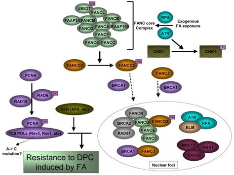 Formaldehyde And Leukemia Epidemiology Potential Mechanisms And