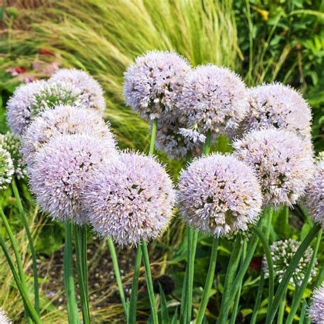 Allium Bubble Bath Ornamental Onion Sugar Creek Gardens