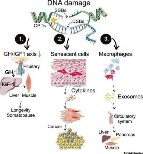 DNA Damage Response And Metabolic Reprogramming In Health And Disease