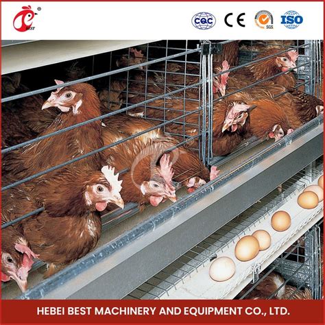 Bestchickencage Layer Hen Cage China Automatic Breeding Chicken Layer