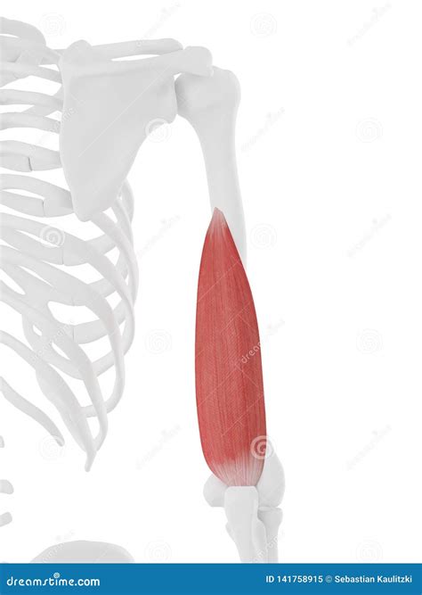 The Triceps Medial Head stock illustration. Illustration of anatomy - 141758915