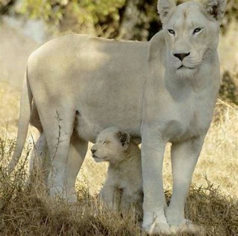 Big cats | White lion, Lions, Wild animal kingdom