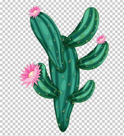 Cactaceae Drawing Png Clipart Caryophyllales Desert Erg Euclidean