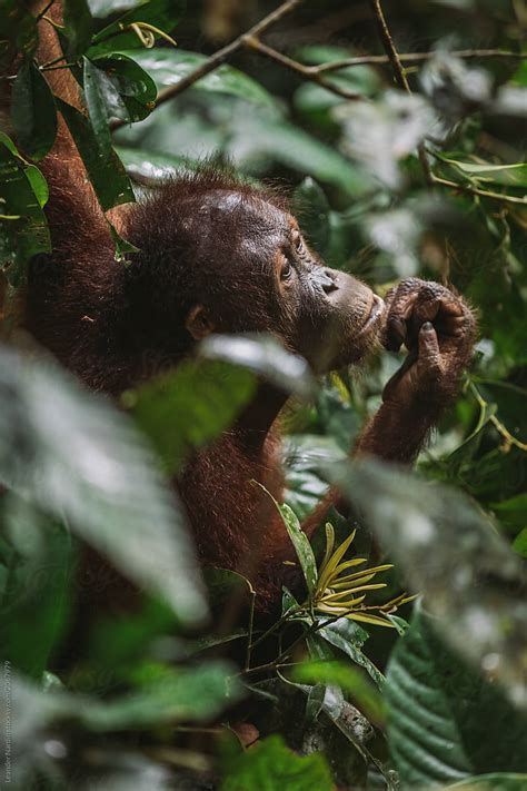 Orang Utan In The Rainforest By Stocksy Contributor Akela From Alp