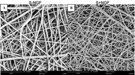 Sem Images Of Nanofibrous Scaffolds S Ngf Scaffold No Ngf A Sngf