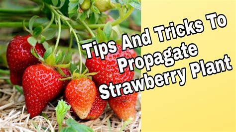 How To Propagate Strawberry Plants How To Grow Strawberries At Home Planting Strawberry