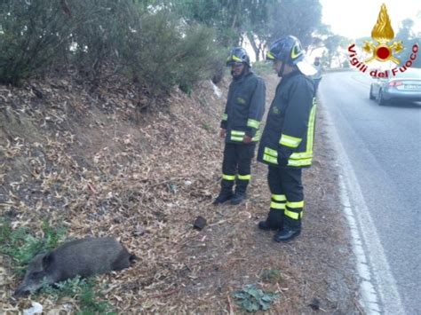 Ormai è invasione di cinghiali e i danni sono quotidiani appello della