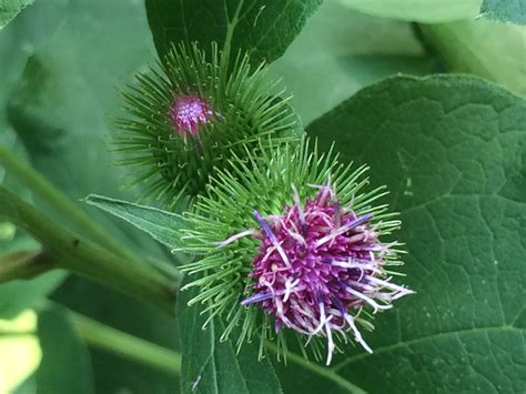 Burdock Flower | Dr. Nate Petley, Naturopathic Doctor