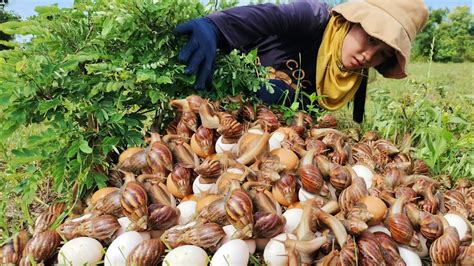 Wow Wow A Female Fisherman Catch A Lots Of Strange Snails Pick Duck