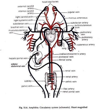 Amphibia Circulatory System - moneyfasr