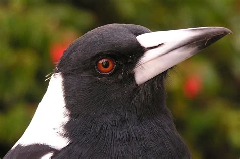 What to do if you find a baby magpie in the wild