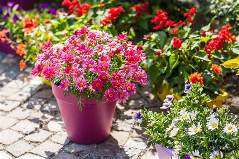 How To Plant Flowers In Pots Container Planting Jparkers