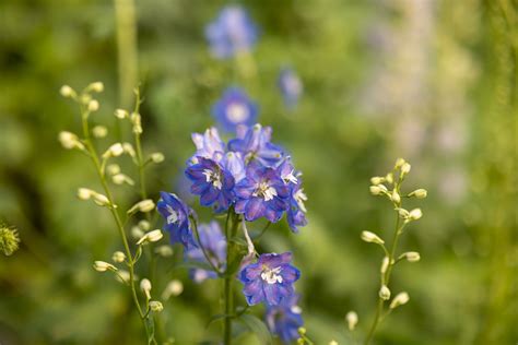 Naturel Fleur Fleurs En Pleine Photo Gratuite Sur Pixabay Pixabay