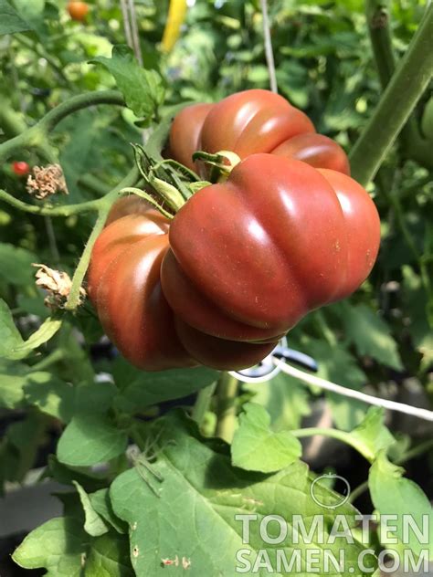 Tomatensamen Tomate Purple Calabash Samen Saatgut Kaufen