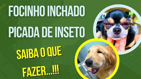 Cachorro Picada De Insetos Abelha Vespa Com Focinho Inchado RemÉdio