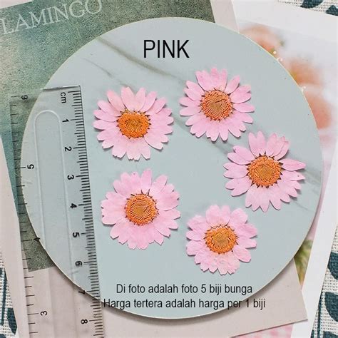 Jual Bunga Kering Asli Bunga Daisy Aster Real Dried Pressed Flower