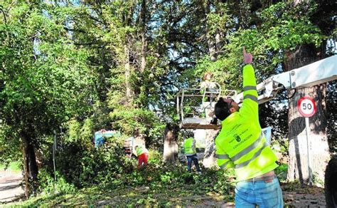 Ecologistas En Acci N Denuncia Una Poda Brutal Sobre La Olmeda