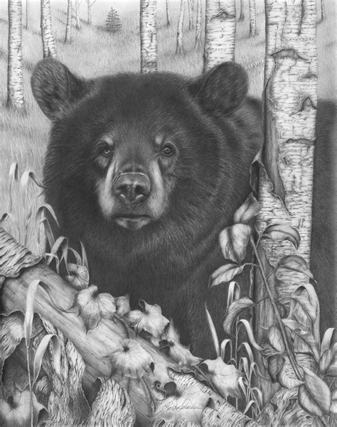 Bear Pencil Drawing at PaintingValley.com | Explore collection of Bear ...