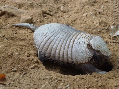 Tatu peludo Zoo Santo Inácio