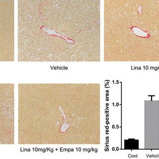 Representative Microphotographs Of Immunohistochemical Staining For