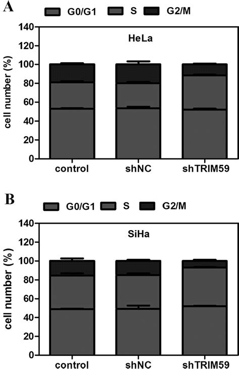 Knockdown Of TRIM59 Arrests Cell Cycle In The S Phase A B Effects