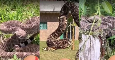 Vídeo elenca 3 cobras brasileiras mais mortais e biólogo dá veredito