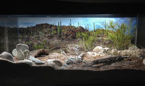 Naturalistic Sonoran Desert Vivarium Vivarium Reptile Habitat