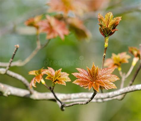 Rojo Sicomoro Hojas De Arce Brotes Que Abren Acer Pseudoplatanus Foto