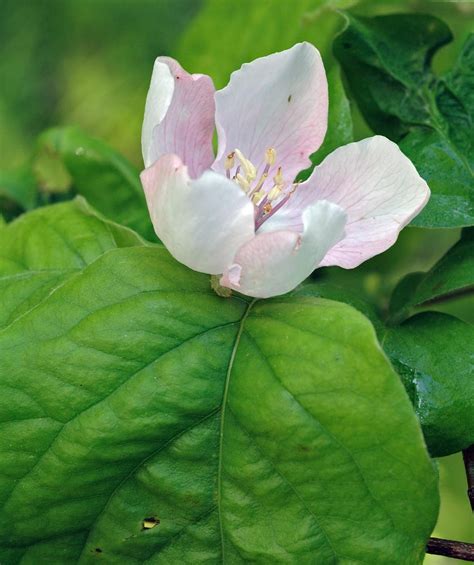 Champion Common Quince Bower And Branch