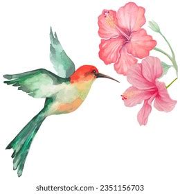 Watercolor Humming Bird Hibiscus Flower Stock Vector Royalty Free