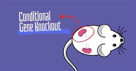 What is Conditional Gene Knockout and Why It's Important? – Genetic ...