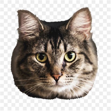 Cute Cat Png Sticker Transparent Free Png Rawpixel