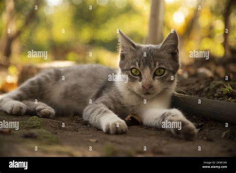 Beautiful And Adorable Cat Laying Down Stock Photo Alamy