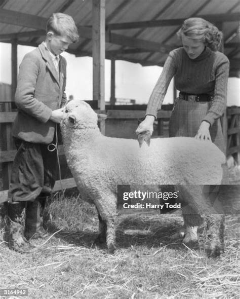 Shearing The Rams Photos And Premium High Res Pictures Getty Images