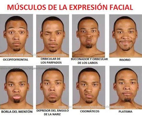 Músculos de la expresión facial Músculos de la expresión facial