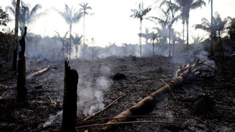 CAUSAS DE LA DEFORESTACIÓN y sus efectos en el ambiente