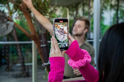 The Highly Anticipated Koala Breakfast Is Back Wild Life Sydney Zoo