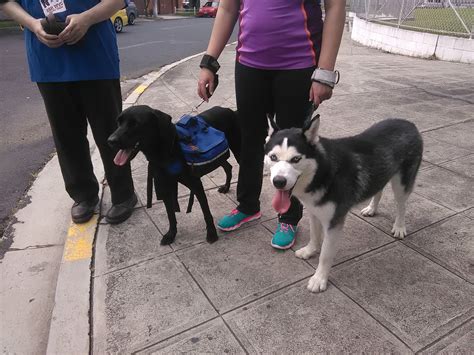 Dog Gym El Salvador Control De Conducta Harry Un Fuerte Husky Casos