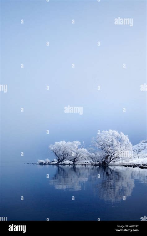 Willow Trees In Hoar Frost Reflected In Lake Ohau Mackenzie Country