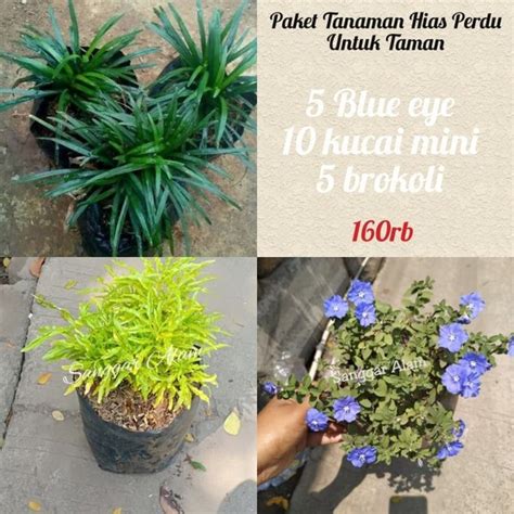 Jual Paket Tanaman Hias Perdu Untuk Taman TERBARU di Lapak Taniku_Tanimu | Bukalapak